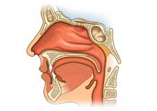 Nasen und Atemweg